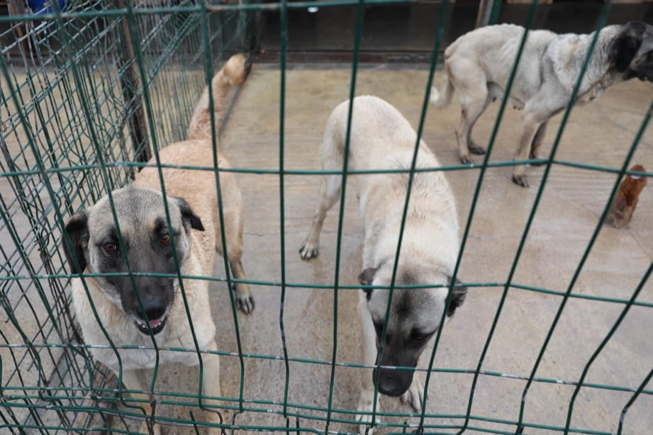 Sivas Belediyesi tarafından sahipsiz sokak hayvanlarının korunması, bakımlarının iyileştirilmesi ve