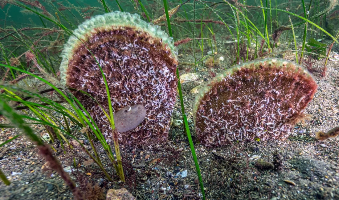 Çevre bilimci Prof. Dr. Mustafa Sarı, İzmit Körfezi girişinde Eskihisar