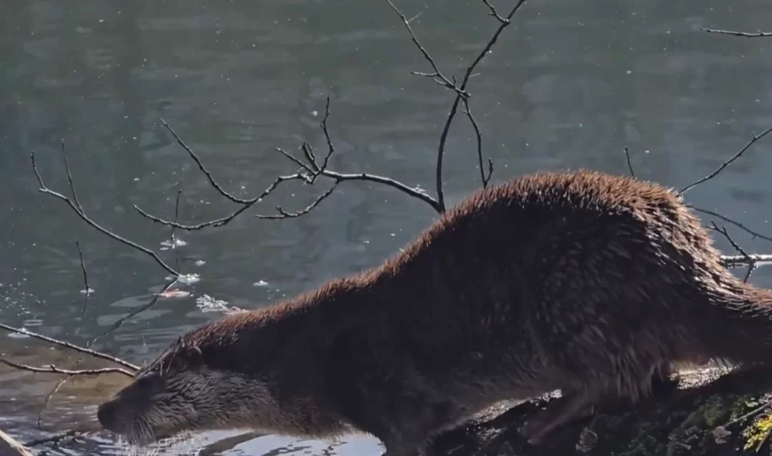 Tarım ve Orman Bakanı İbrahim Yumaklı, Bolu’daki Yedigöller Milli Parkı’nda