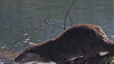 Tarım ve Orman Bakanı İbrahim Yumaklı, Bolu’daki Yedigöller Milli Parkı’nda